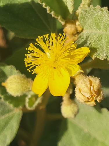 Image of Corchorus hirsutus by (c) Jacek Pietruszewski, some rights reserved (CC BY)