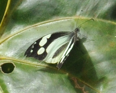 Lieinix nemesis atthis