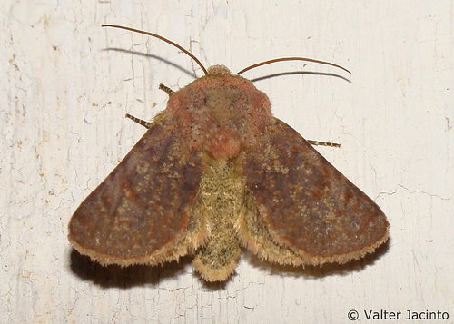 Metopoceras