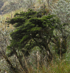 Escallonia myrtilloides