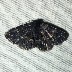 Metalectra tantillus