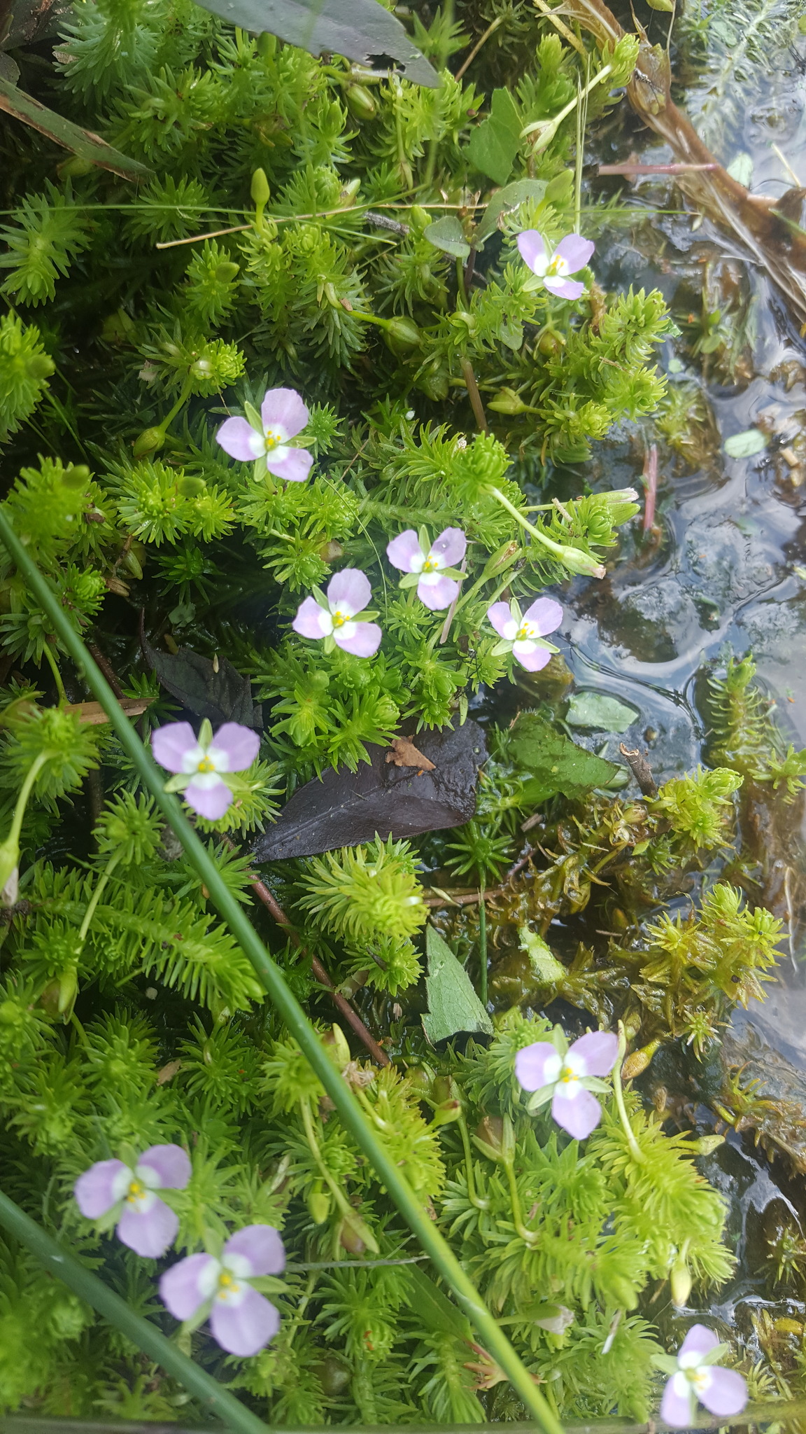 Mayacaceae