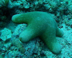 Choriaster granulatus