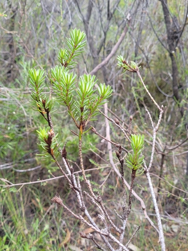 Image of Pultenaea aristata by (c) Eamonn Culhane, some rights reserved (CC BY)