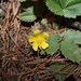 Potentilla exsul - Photo (c) Jesús G. González Gallegos, some rights reserved (CC BY-NC), uploaded by Jesús G. González Gallegos
