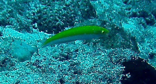 Canarytop Wrasse — seen at this dive site