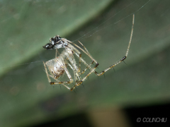 Chrysso lingchuanensis