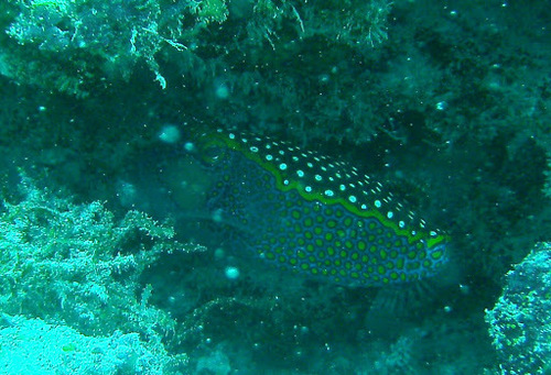 Spotted Boxfish — seen at this dive site