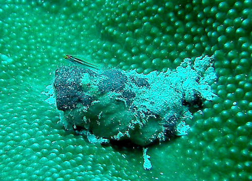 Yellow and Whitestriped Pygmygoby — seen at this dive site