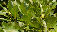 Machilus thunbergii