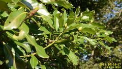 Machilus thunbergii
