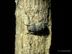 Phloeobius