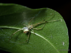 Thwaitesia glabicauda