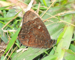 Pedaliodes dejecta dejecta