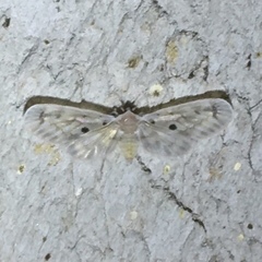 Dysimia pseudomaculata