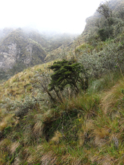 Escallonia myrtilloides
