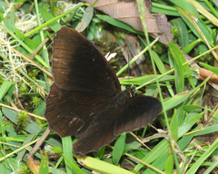 Pedaliodes dejecta dejecta