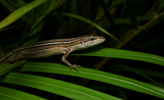Takydromus stejnegeri
