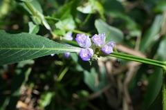 Hygrophila pogonocalyx