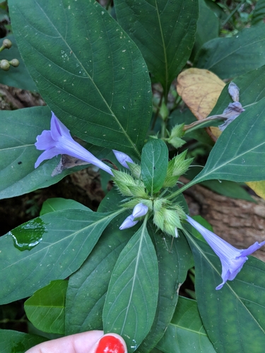 Barleria cristata image