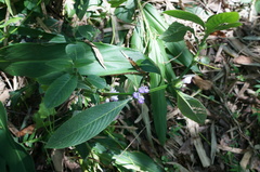 Hygrophila pogonocalyx