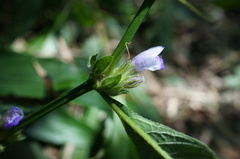 Hygrophila pogonocalyx