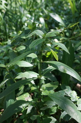 Hygrophila pogonocalyx