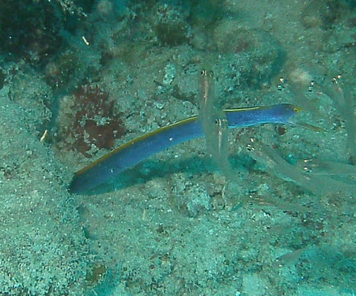 Ribbon Eel — seen at this dive site