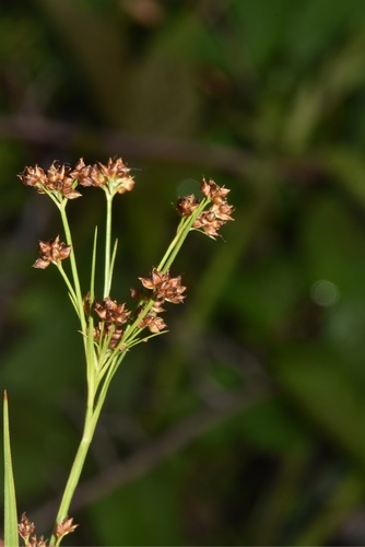 Rhynchospora globularis var. pinetorum