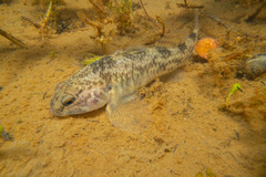 Common Bully photo 2