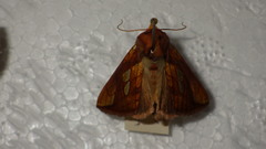Plusia festucae