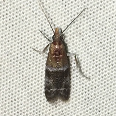 Moodna pallidostrinella