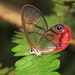 Mariposas Diurnas - Photo (c) Niels Poul Dreyer, algunos derechos reservados (CC BY-NC)