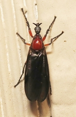 Dilophus serotinus