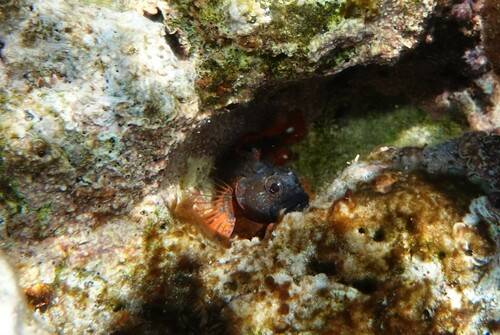 Mimic blenny (Gobioclinus guppyi) — Labrisomidae — 4