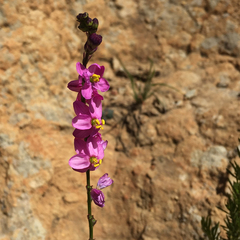 Ixia scillaris scillaris