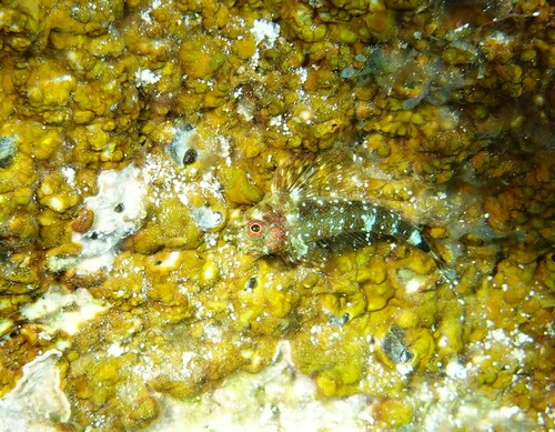 Roughhead triplefin (Enneanectes boehlkei) — Tripterygiidae — 4