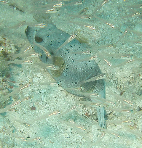 Blackspotted Puffer — seen at this dive site