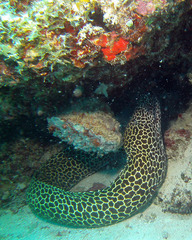 Gymnothorax favagineus