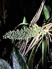 Aechmea mexicana image