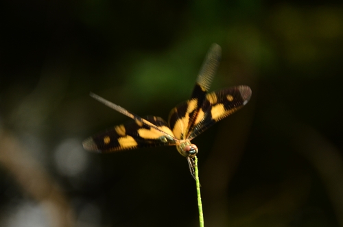 Common Picture Wing