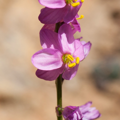 Ixia scillaris scillaris