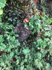 Erinaceus europaeus