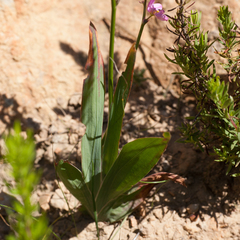 Ixia scillaris scillaris