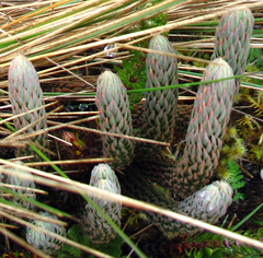 Phlegmariurus crassus