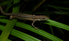 Takydromus stejnegeri