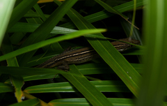 Takydromus stejnegeri