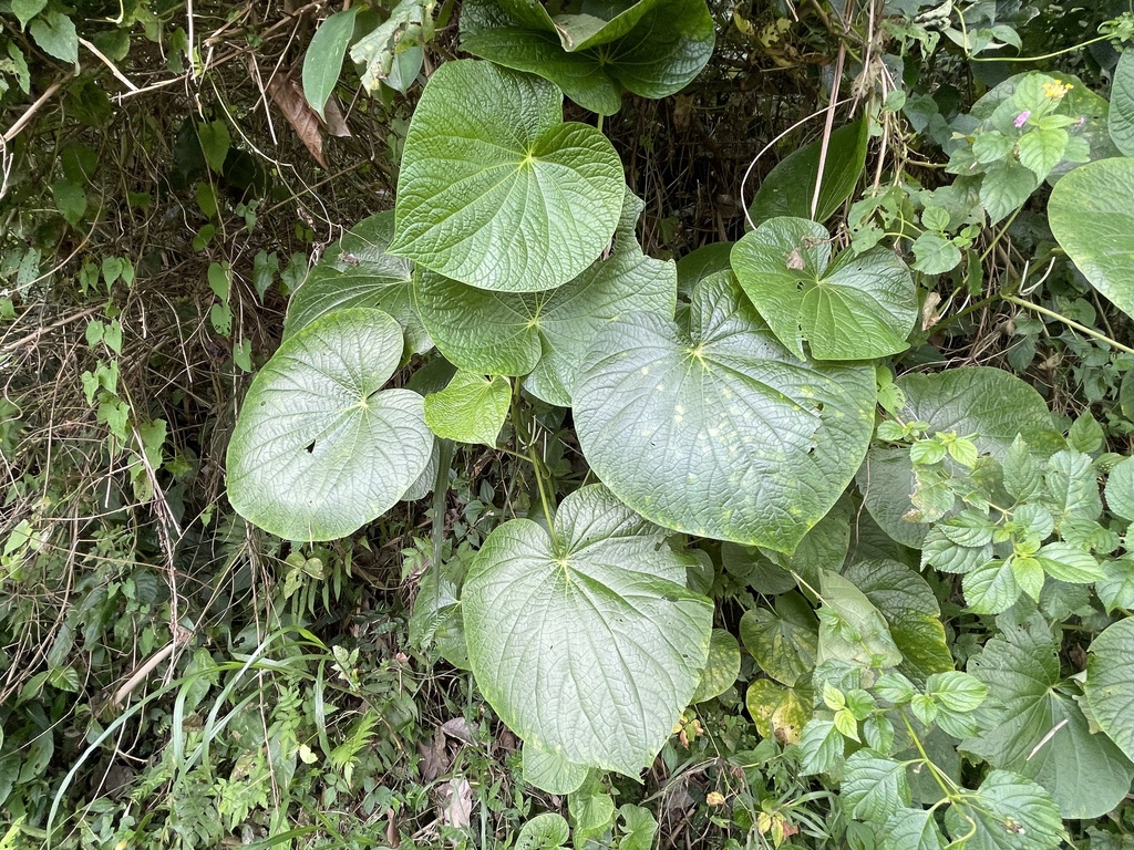 pariparoba (Piper umbellatum)