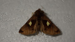 Autographa aemula