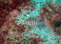 Cirrhitichthys oxycephalus